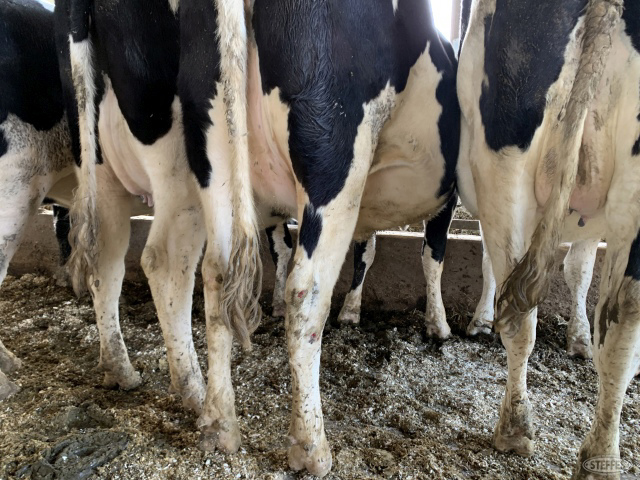 (8 Head) Holstein close up bred heifers